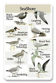 Seashore SongCArd.jpg